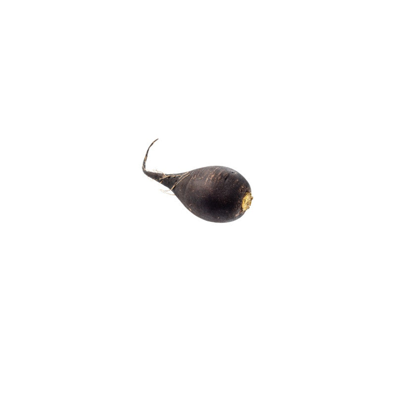 Radis noir